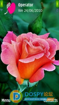 pink-rose_318120.jpg