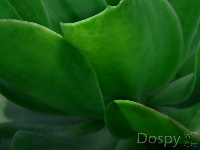 Cactus.jpg