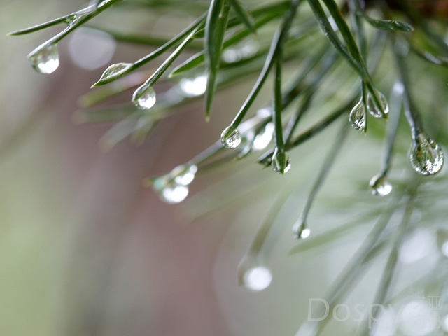 Pine-Drop.jpg